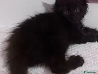 Maine Coon cats READY NOW🐾 BEAUTIFUL MAINE COON KITTENS 🐾 - Advert 11