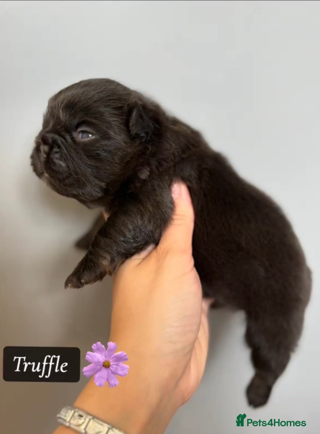 French Bulldog dogs for stud: NOODLE Choc & Tan Fluffy in Newcastle upon Tyne - Advert 6