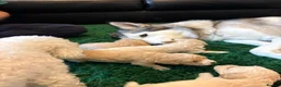 Cavapoochon dogs for sale: Lovely puppies looking for good home  - Advert 39