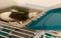 Hamster rodents for sale: Male Syrian hamster - Image 6