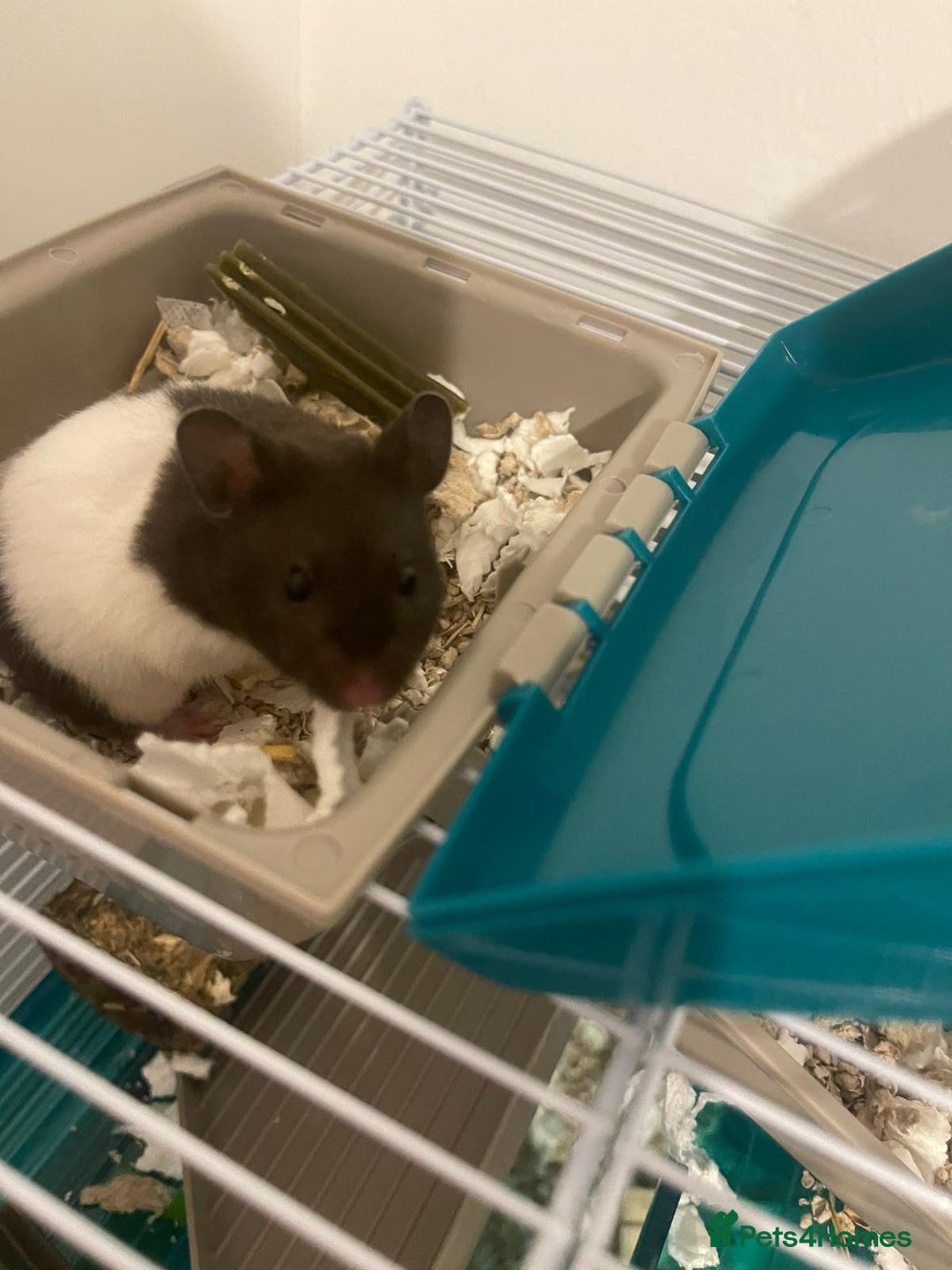 Hamster rodents for sale: Male Syrian hamster - Image 6