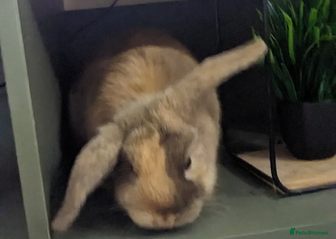 Mixed Breed rabbits for sale: Female bunnies X2 nearly 5 months - Advert 1