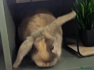 Mixed Breed rabbits Female bunnies X2 nearly 5 months - Advert 3