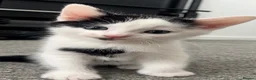 Domestic Shorthair cats for sale: Kittens needing homes asap in durham - Advert 6