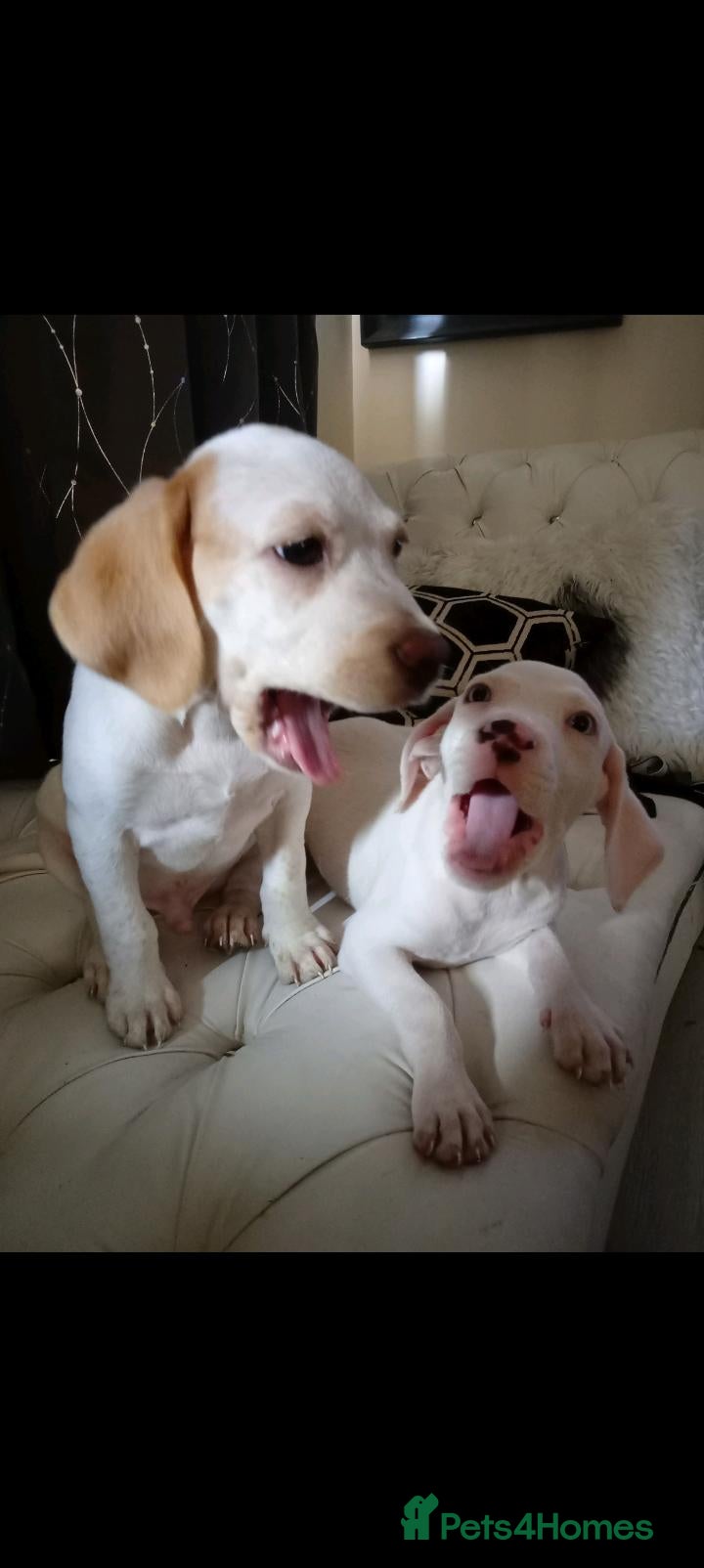 Mixed Breed dogs for sale: (Beagle x staffy) blue eyes and orange  - Advert 10