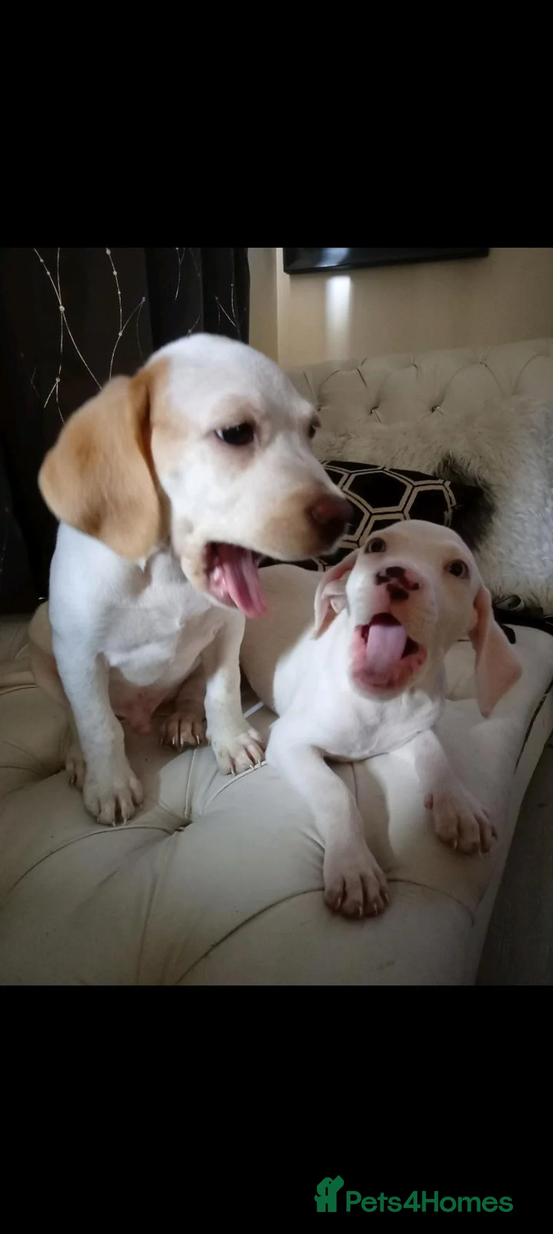 Mixed Breed dogs for sale: (Beagle x staffy) blue eyes and orange  in Rowley Regis - Advert 1