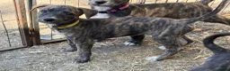 Lurcher dogs for sale: Lurcher Puppies  in Horsham - Advert 15