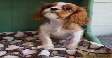 Cavalier King Charles Spaniel dogs - Advert 9