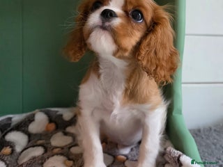 Cavalier King Charles Spaniel dogs KC registered, health tested and insured CKCS girl - Advert 7