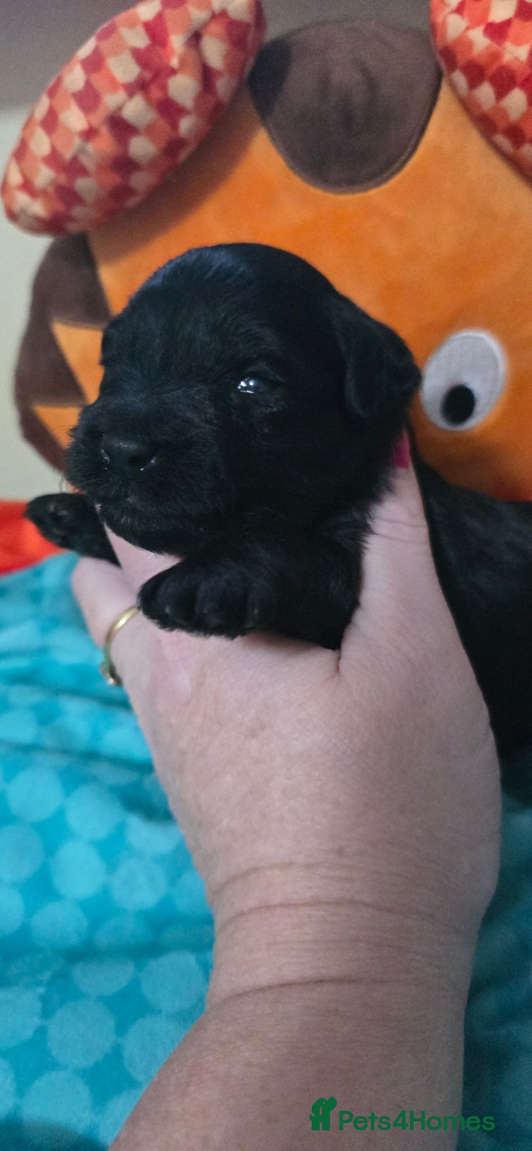 Mixed Breed dogs for sale: Beautiful Miniature Schnoodles  - Image 3