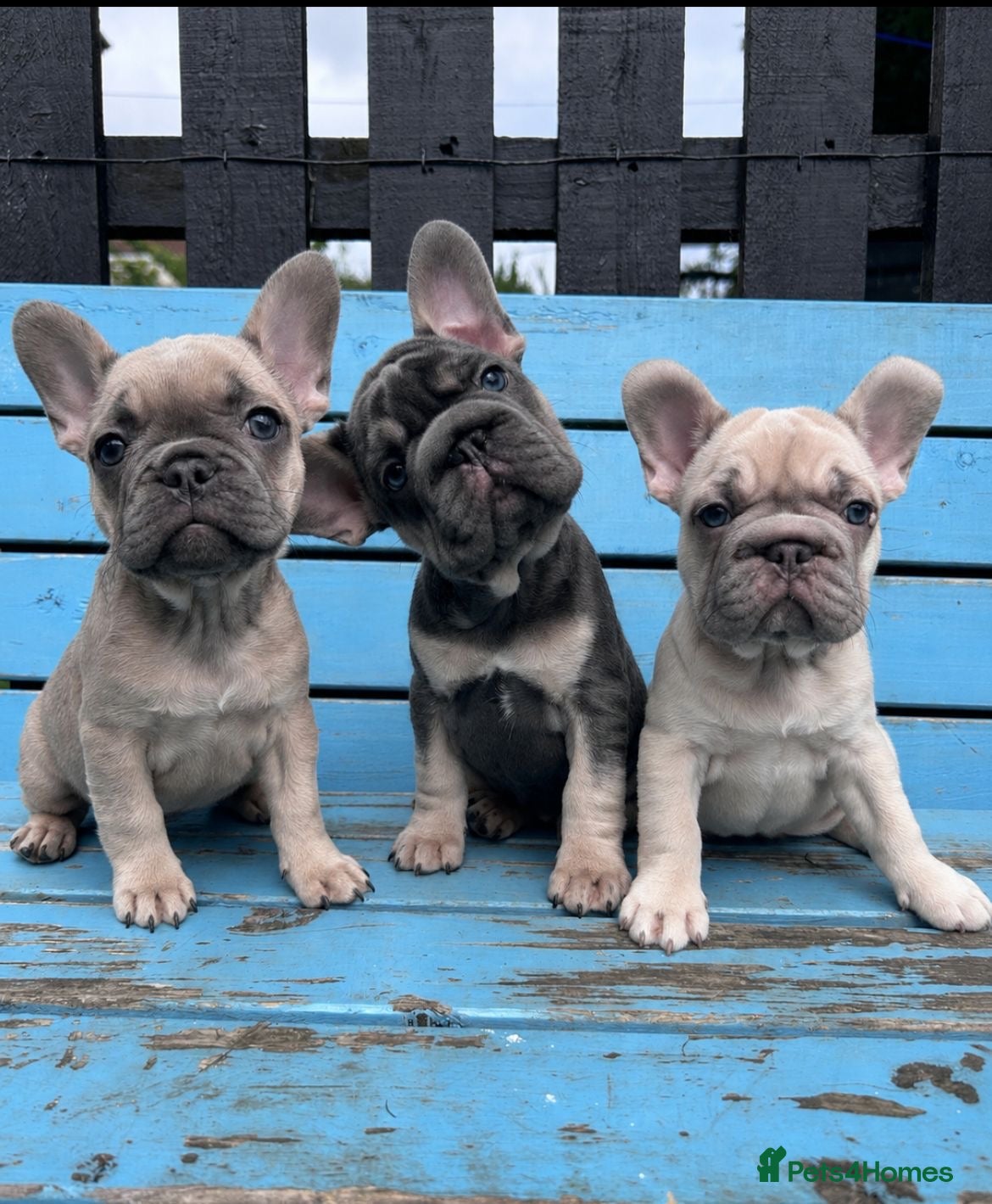 French Bulldog dogs French bulldogs ready to go now - Advert 10