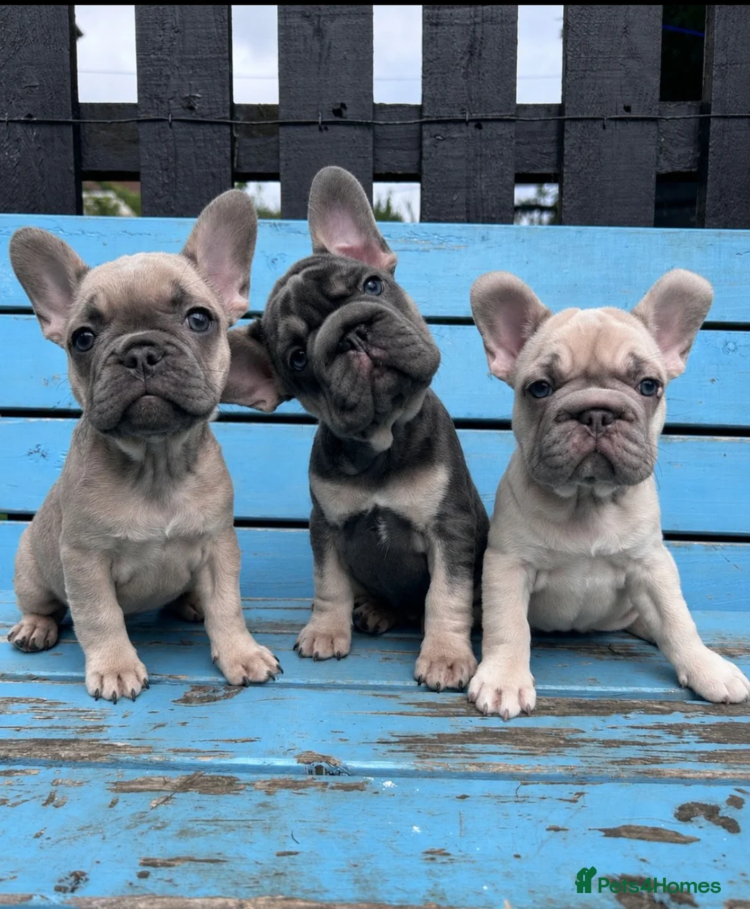 French Bulldog dogs for sale: French bulldogs ready to go now - Advert 1