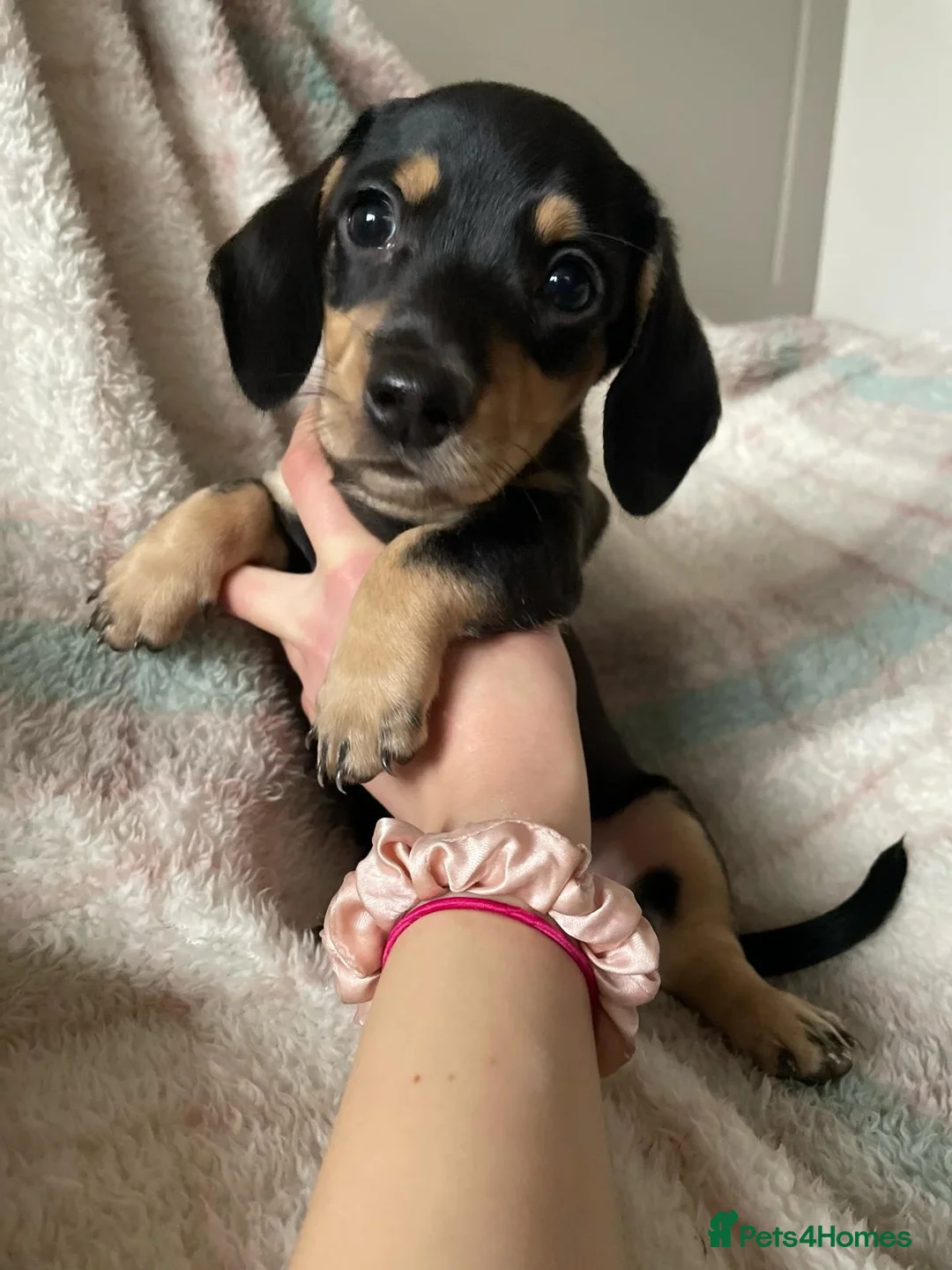 Dachshund dogs for sale: Adorable blk and tan dachshund puppies  - Advert 4