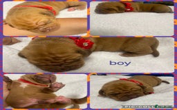 Mixed Breed dogs for sale: Dogue de bordeaux x staff puppies  - Image 3