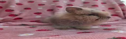 Lionhead rabbits for sale: Fluffy Teddy lion head x Angora ☆8weeks ready now - Advert 12