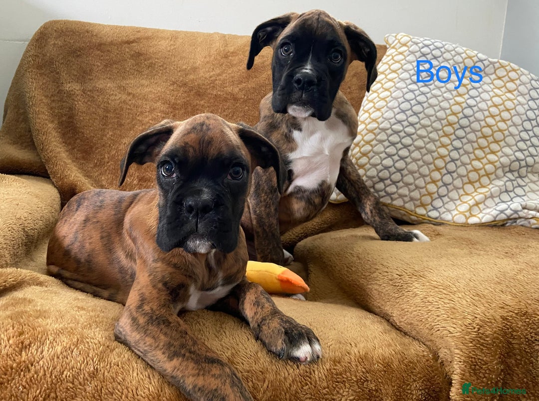 Boxer dogs for sale: KC Registered Boxer puppies  - Image 11