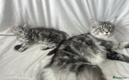 Maine Coon cats for sale: TICA REGISTERD MAINCOON KITTEN’S ⭐️ - Image 31