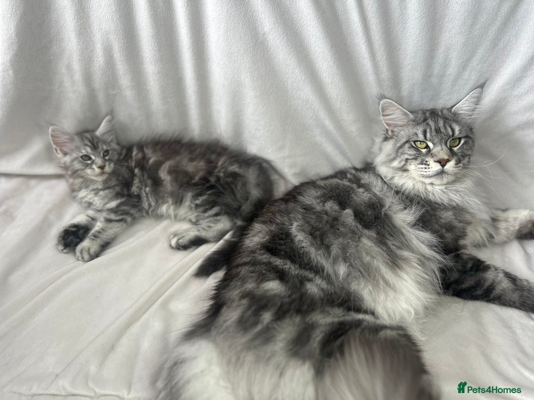 Maine Coon cats for sale: TICA REGISTERD MAINCOON KITTEN’S ⭐️ - Image 31