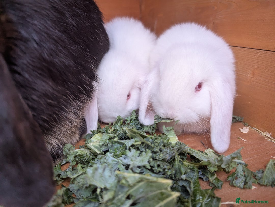 Mini Lop rabbits for sale: Baby Mini Lops - Image 5