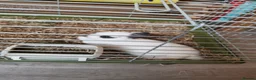 Netherland Dwarf rabbits for sale: Netherland Dwarf Rabbit  - Advert 3