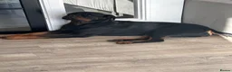 Rottweiler dogs for sale: Huge KC registered/health tested rotties due  in Aylesford - Advert 6