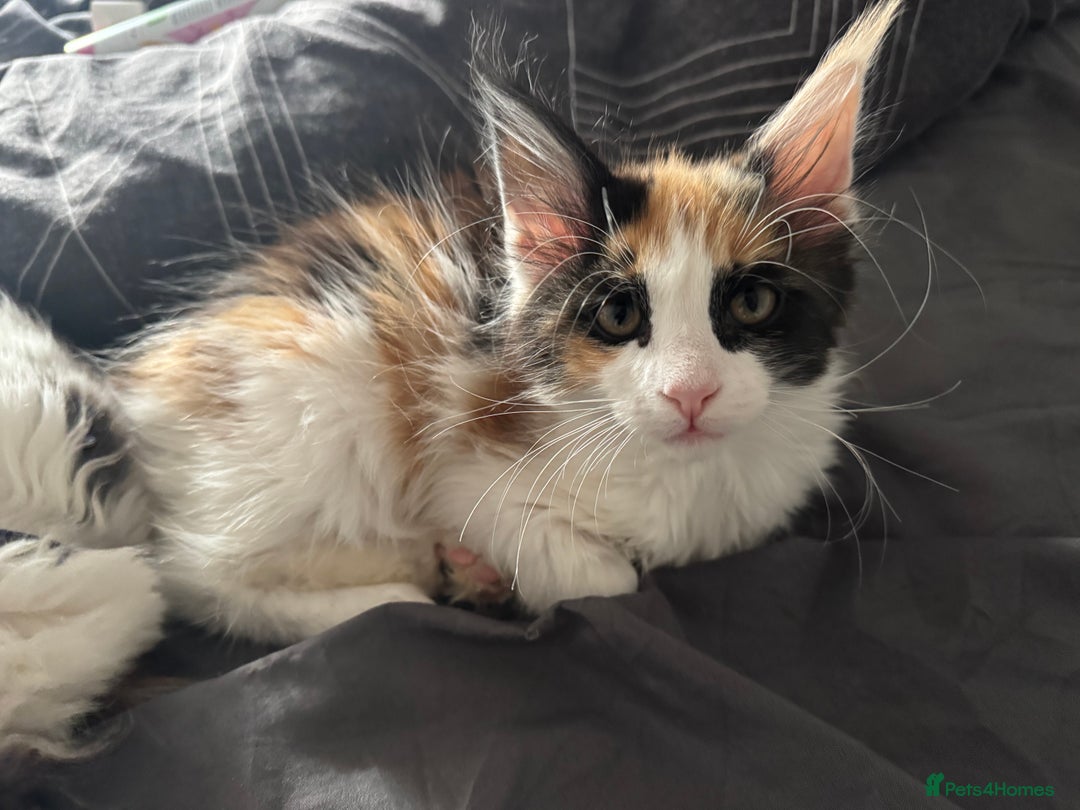 Maine Coon cats for sale: Purebred adorable Maine coon kittens - Image 4