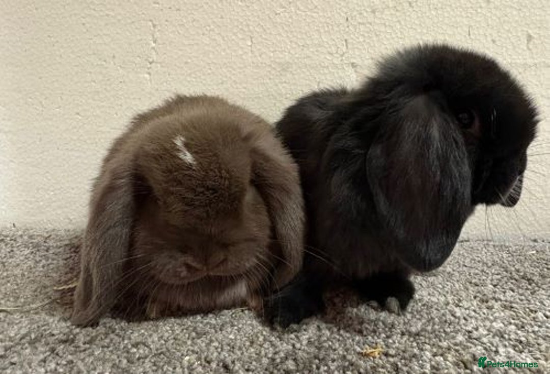 Mini Lop rabbits for sale: Mini Lops- vaccinated with new vaccine in Ashford - Image 1