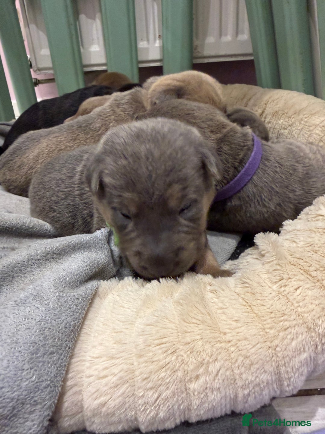 Mixed Breed dogs for sale: Sharpei puppies - Advert 13