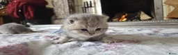British Shorthair cats for sale: six beautiful British Shorthair  in Halifax - Advert 37