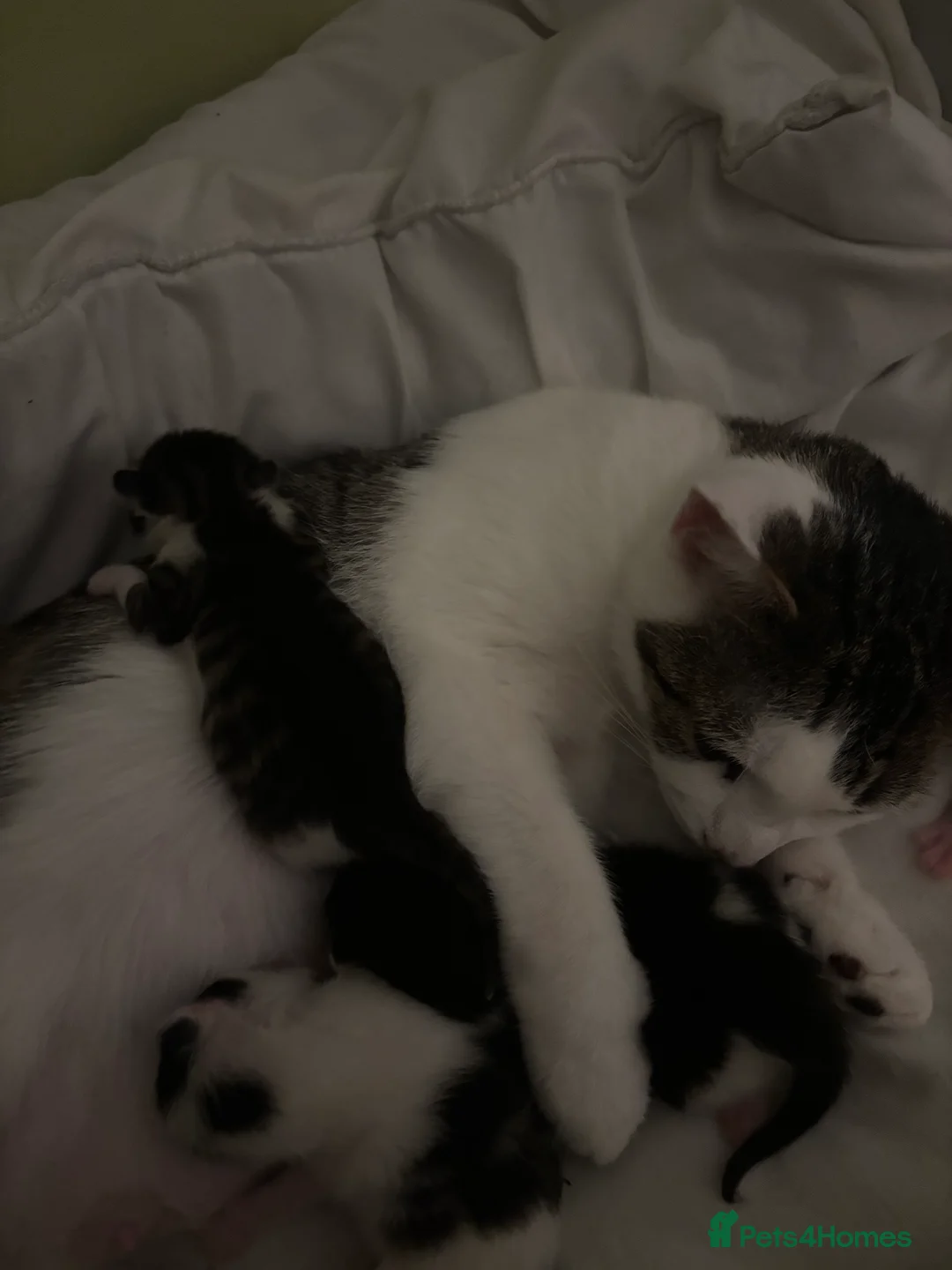 Mixed Breed cats for sale: 4 kittens 11 weeks old  - Advert 2