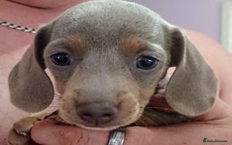 Miniature Dachshund dogs for sale: Miniature daschund puppies for sale  - Image 1