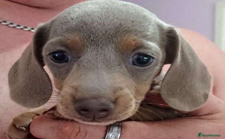 Miniature Dachshund dogs - Advert 1