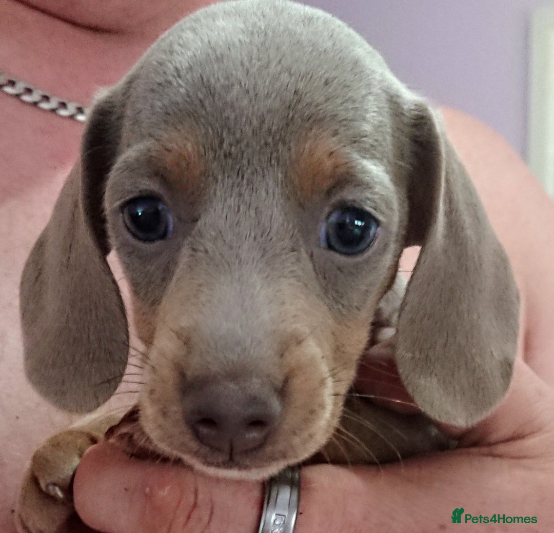 Miniature Dachshund dogs for sale: Miniature daschund puppies for sale  - Image 1