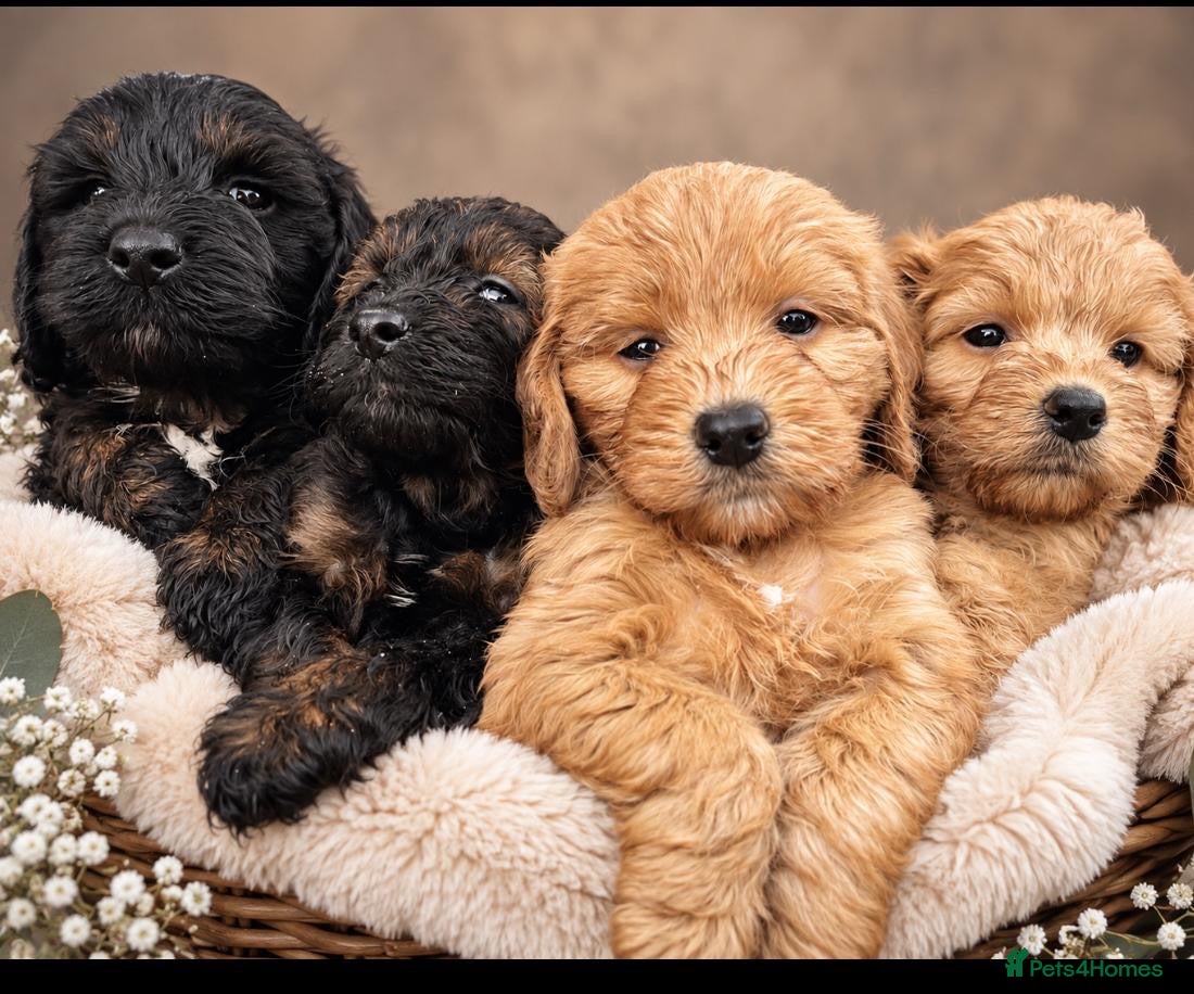 Cockapoo dogs Cockapoo puppies F1B - Advert 1