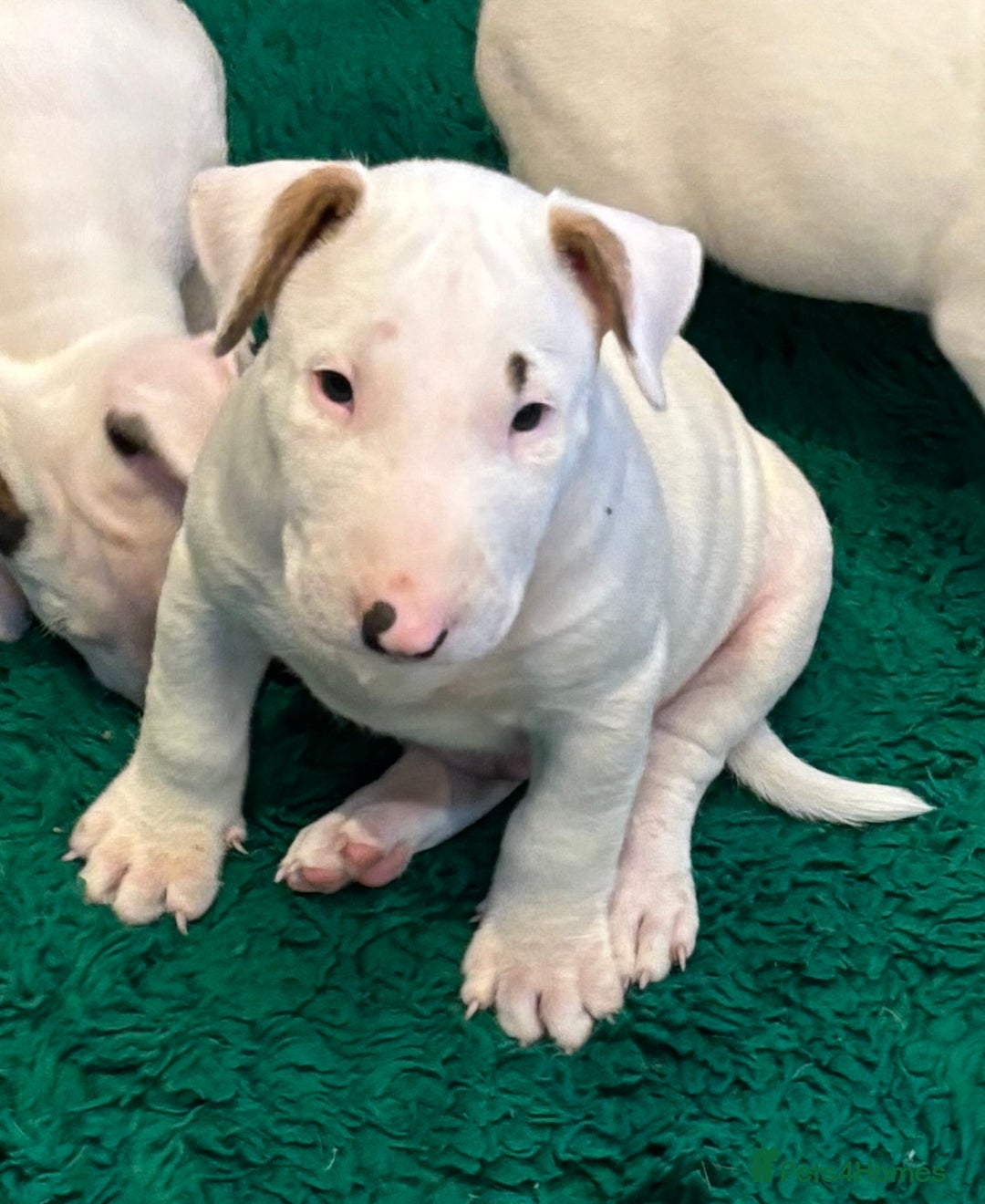 Bull Terrier dogs for sale: USA & UK Champion Bloodline English bull terriers  in Gateshead - Image 10