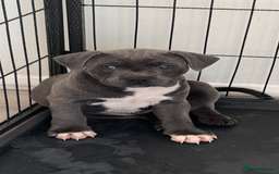 Staffordshire Bull Terrier dogs for sale: Kc registered blue Staffordshire puppies  - Image 1