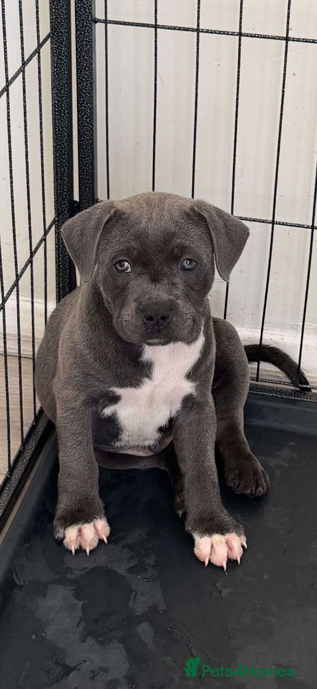 Staffordshire Bull Terrier dogs for sale: Kc registered blue Staffordshire puppies  - Image 1