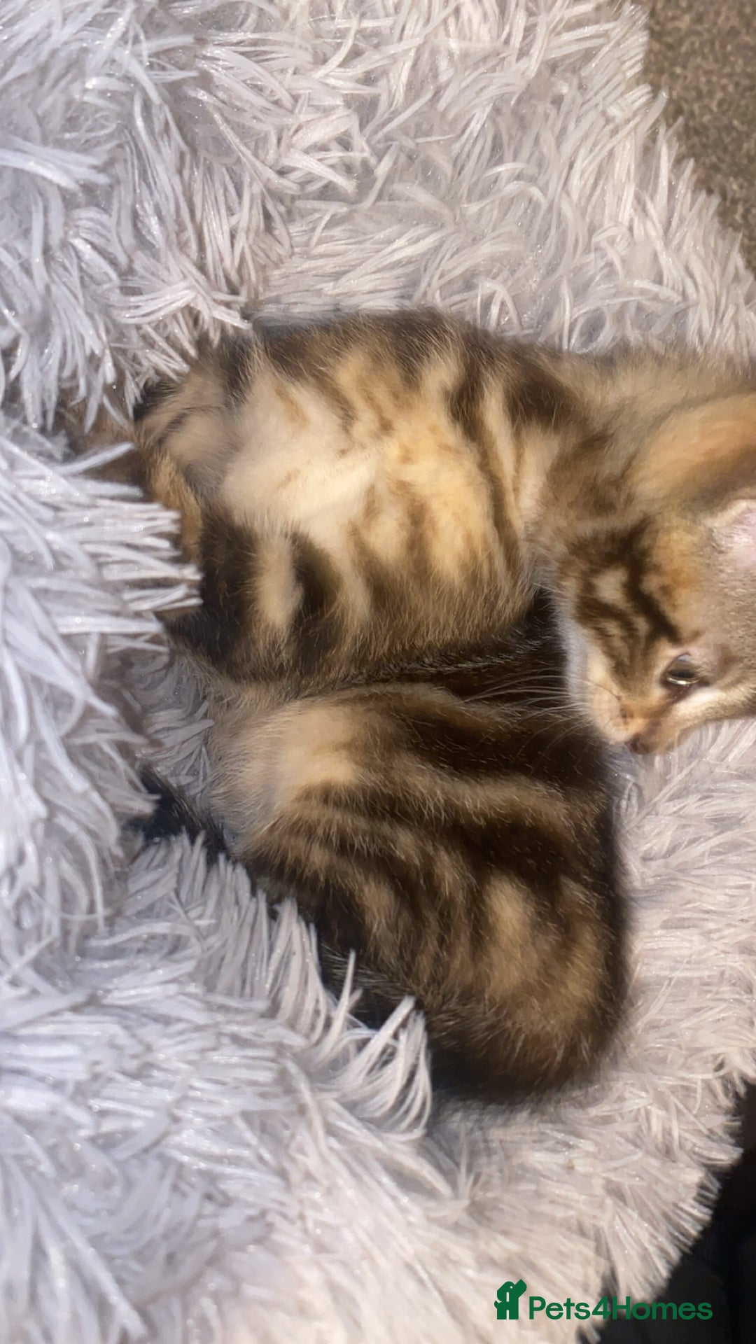 Mixed Breed cats for sale: Cute Brown kitten - Advert 5