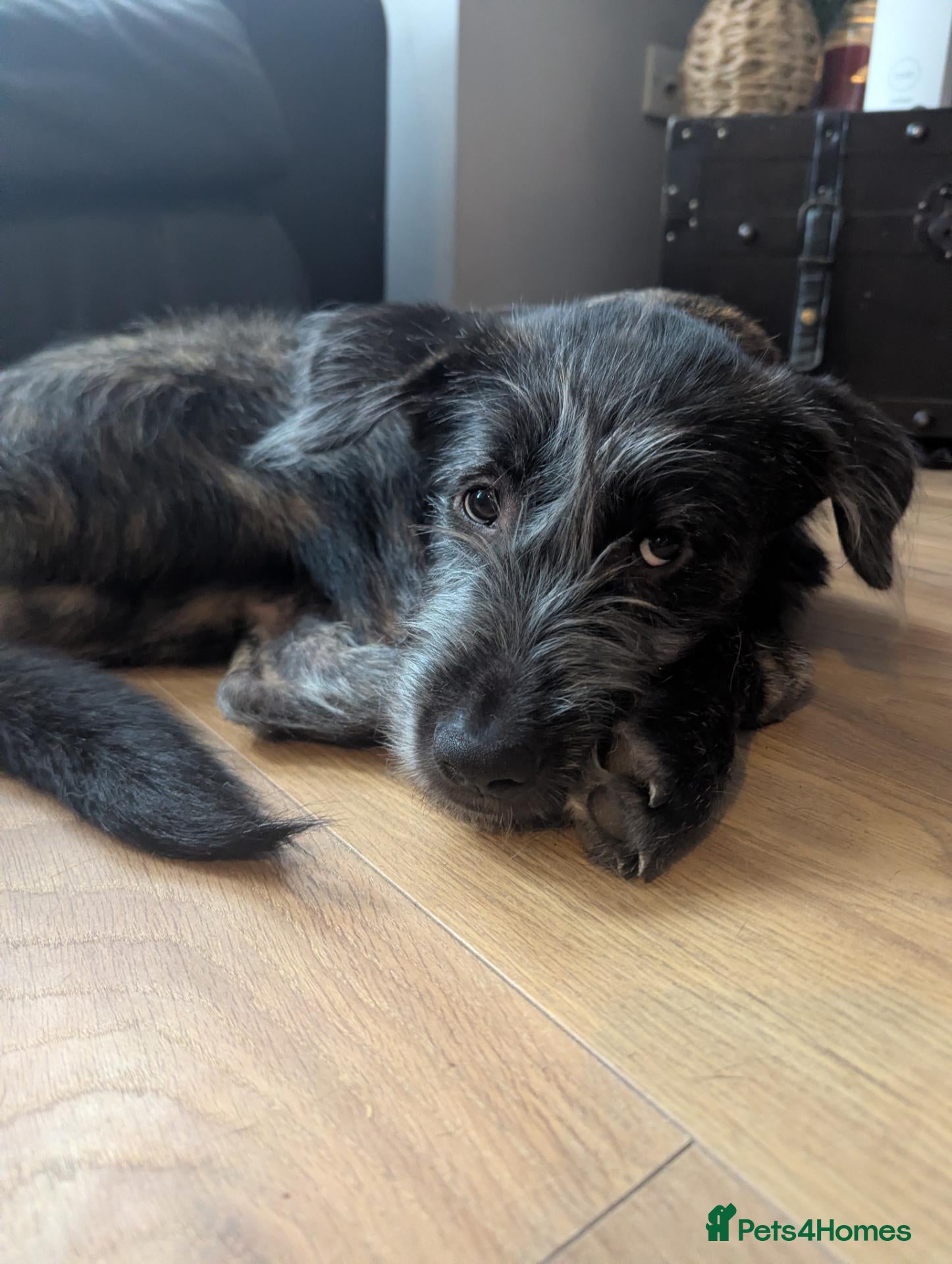 Mixed Breed dogs for sale: Stunning WolfAkita Pups – 1 beautiful Boy - Advert 1