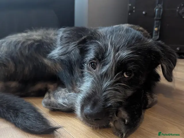 Mixed Breed dogs for sale: Stunning WolfAkita Pups – 1 beautiful Boy - Advert 1