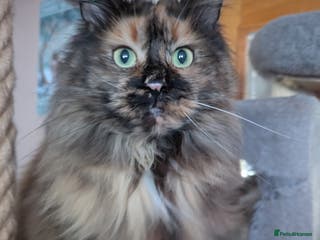 Maine Coon cats Gorgeous GCCF registered young female - Advert 12
