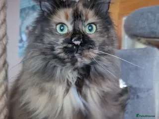 Maine Coon cats Gorgeous GCCF registered young female - Advert 12