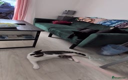 Domestic Shorthair cats for sale: 3 boys, 1 girl kittens  - Image 37