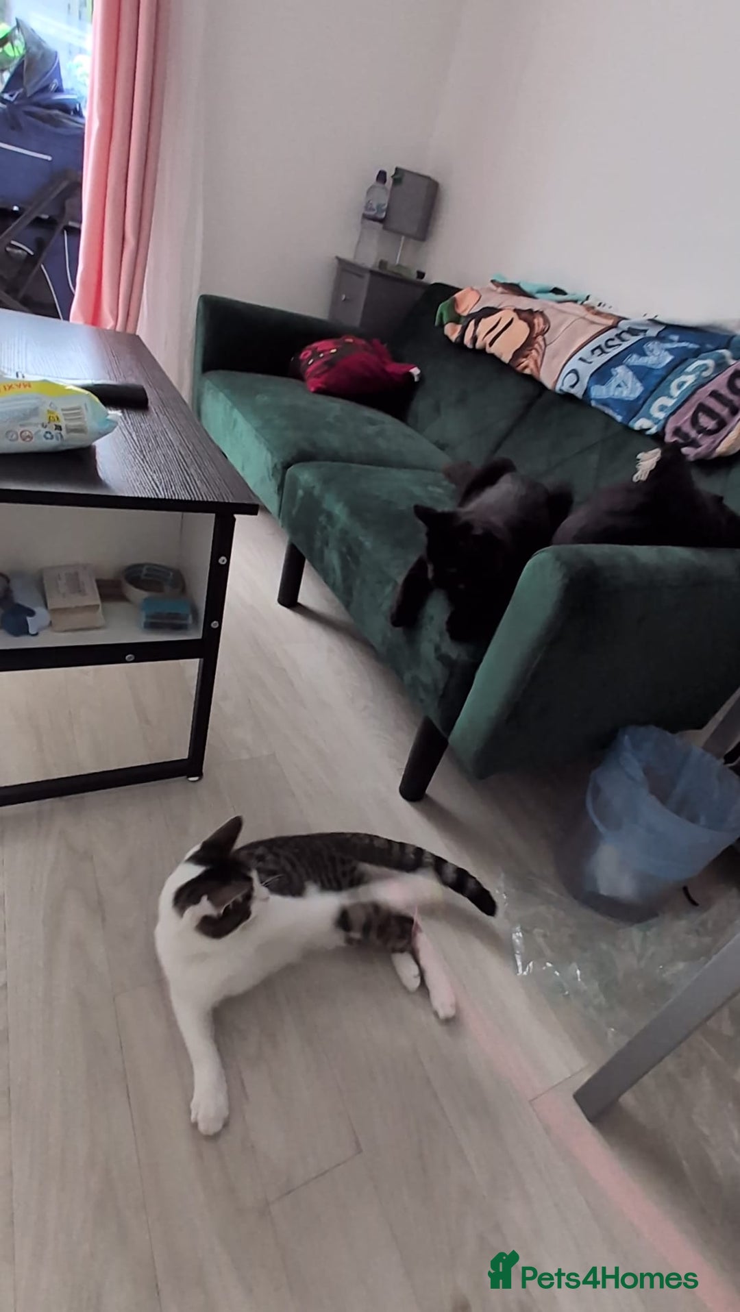 Domestic Shorthair cats for sale: 3 boys, 1 girl kittens  - Image 37