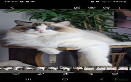 Ragdoll cats for sale: 🎀✨️Waiting list for lovely TICA🐱is open✨️🎀 in Slough - Image 23