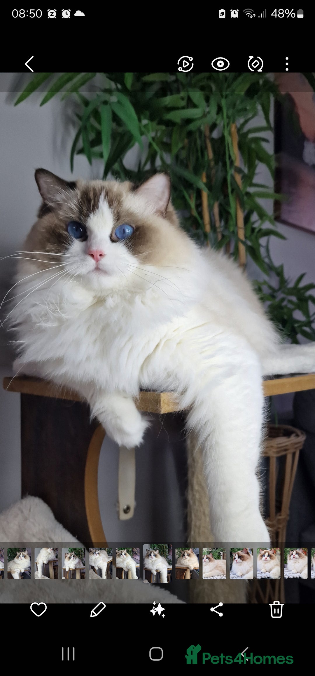 Ragdoll cats for sale: 🎀✨️Waiting list for lovely TICA🐱is open✨️🎀 in Slough - Image 23
