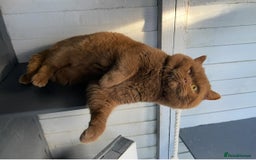 British Shorthair cats for sale: 🔥💗 BLUE FEMALE KITTEN READY NOW 💗🔥 - Image 5