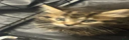 Mixed Breed cats for sale: Kitten bangel mixed  - Advert 6