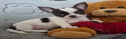 Chihuahua dogs for sale:  ❤️‍🔥KC Reg Parti Colour Chihuahua Girls❤️‍🔥  - Advert 8