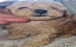 Toy Poodle dogs for sale: Tiny kc puppies,DNA&Genetic tested parents  - Image 16